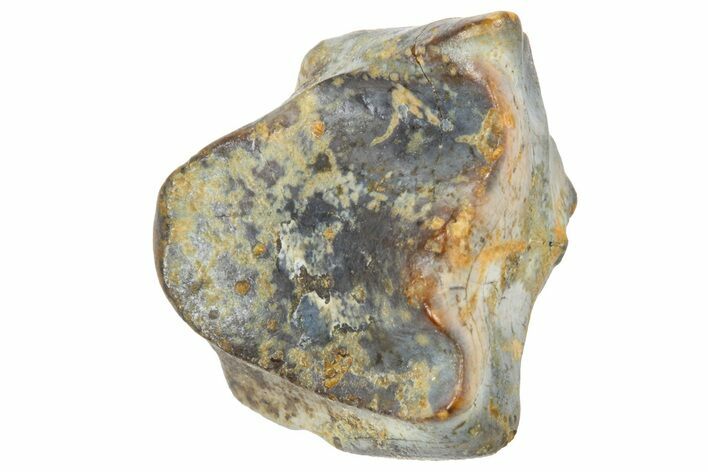 Fossil Triceratops Shed Tooth - Wyoming #364332